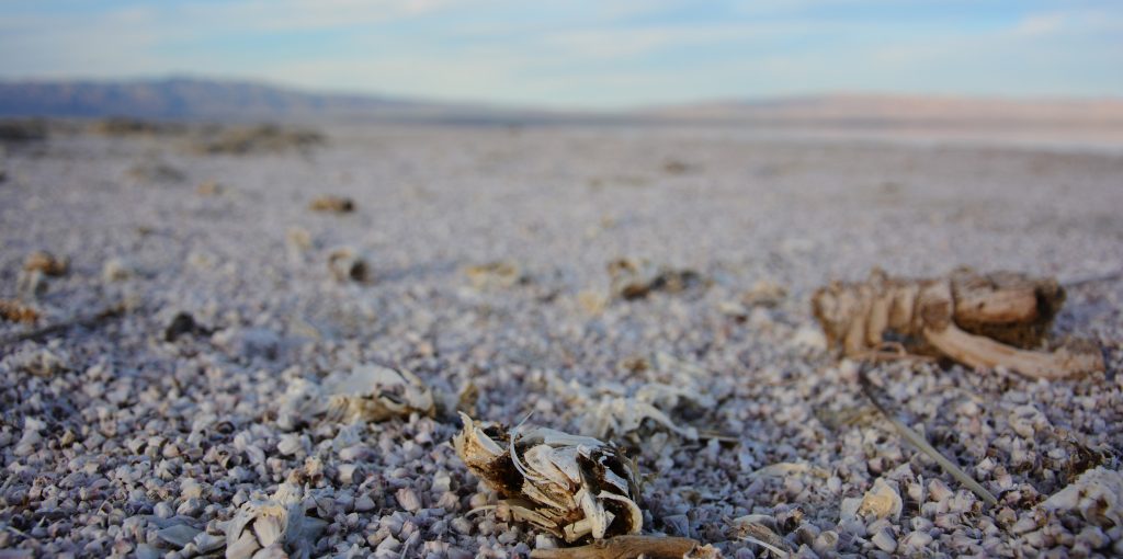 Dead fish at the Salton Sea